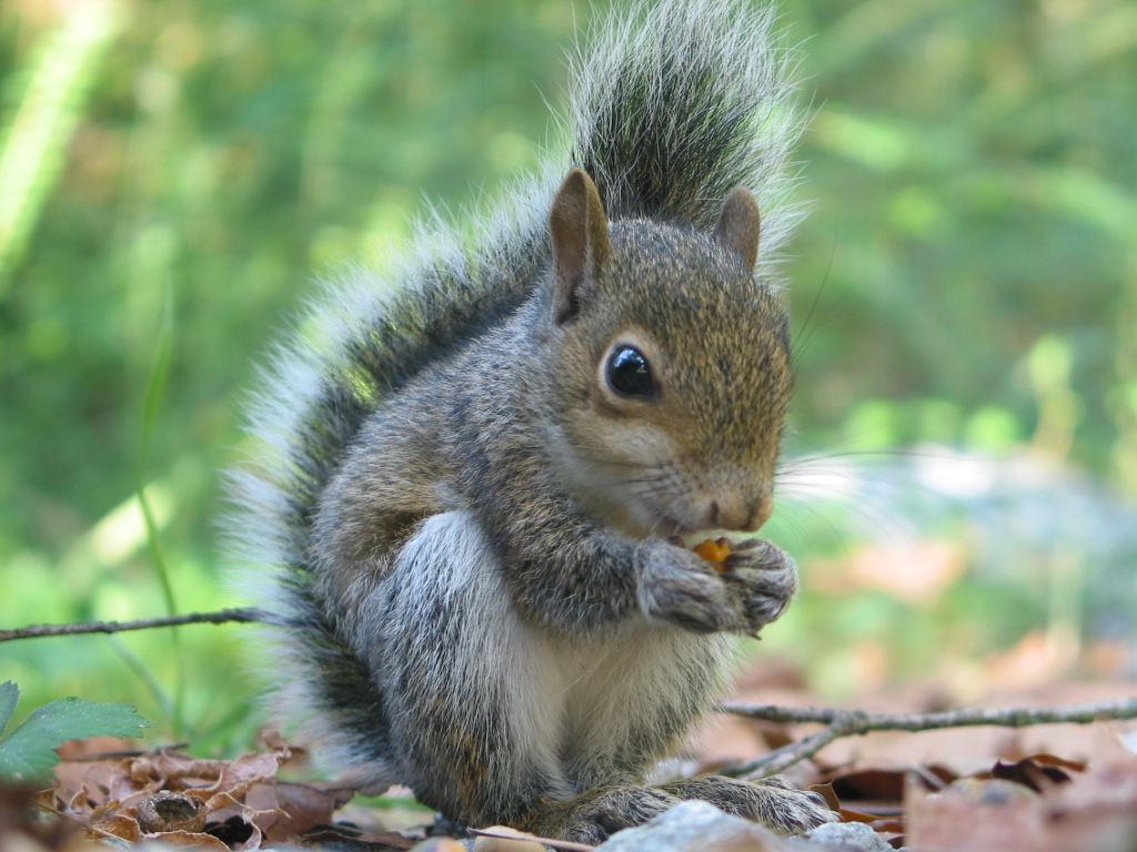 squirrel-eating.jpg